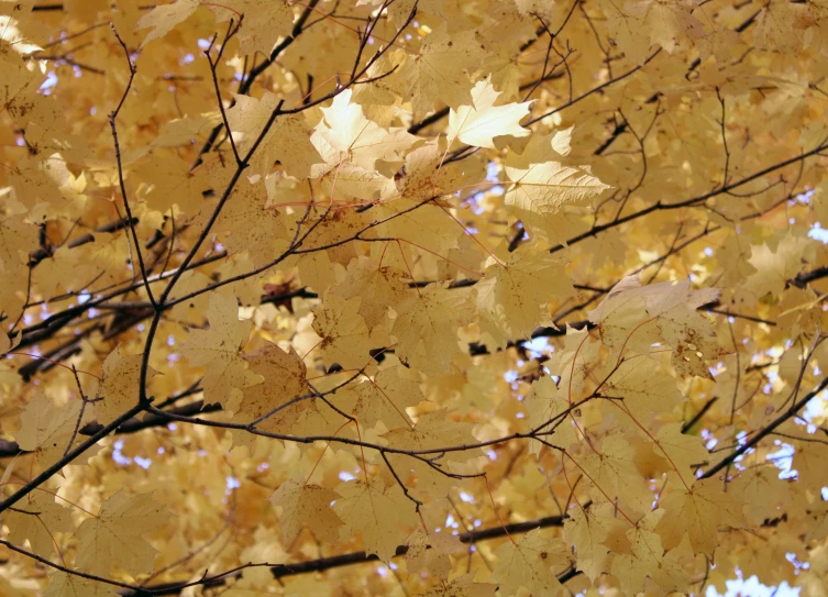 yellow leaves are in the foreground, while in the background there is no image