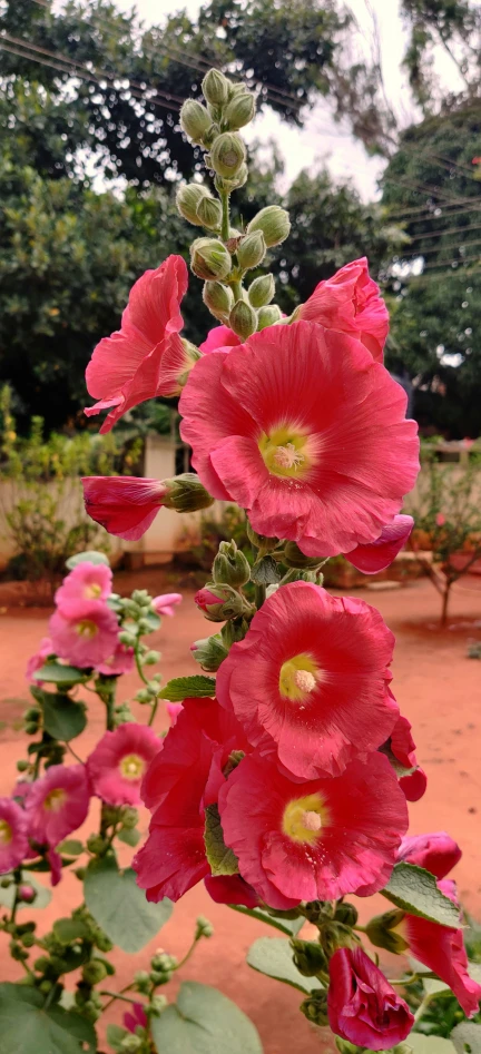 some bright pink flowers near the dirt