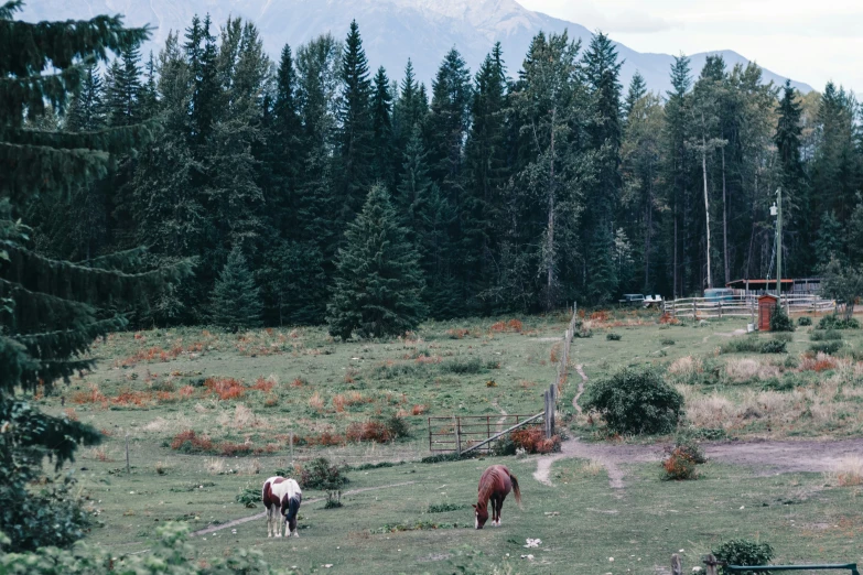 two horses are grazing near many trees