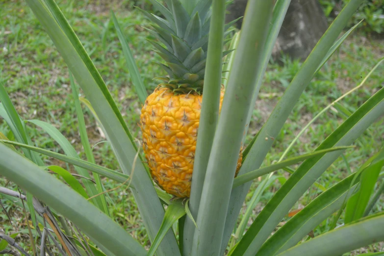 the yellow pineapple is growing in the grass