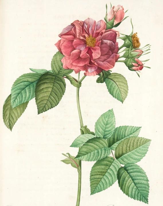 a painting of a pink rose with green leaves