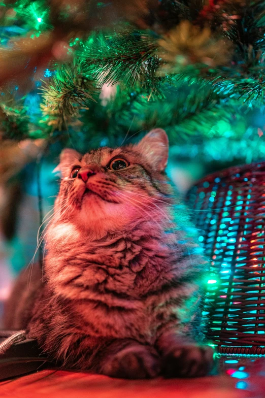 a fluffy tabby cat looking up from underneath a christmas tree