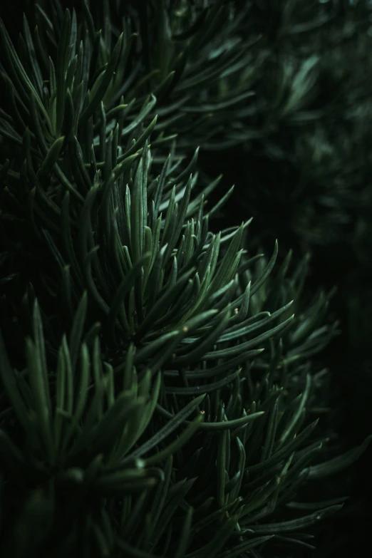 green pine needles close up in the dark