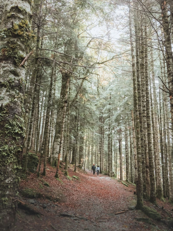 three people walking down a road lined with trees