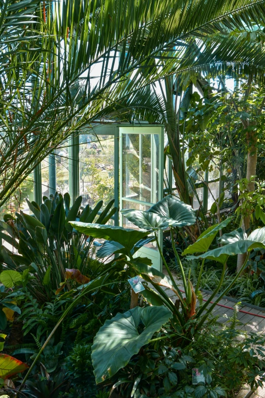 a green window is in the middle of the plant house