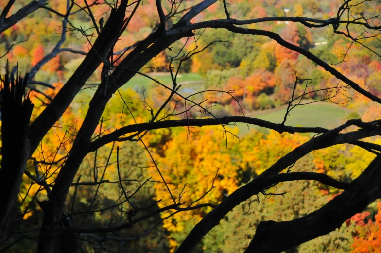 autumn colors are pictured near the green grass