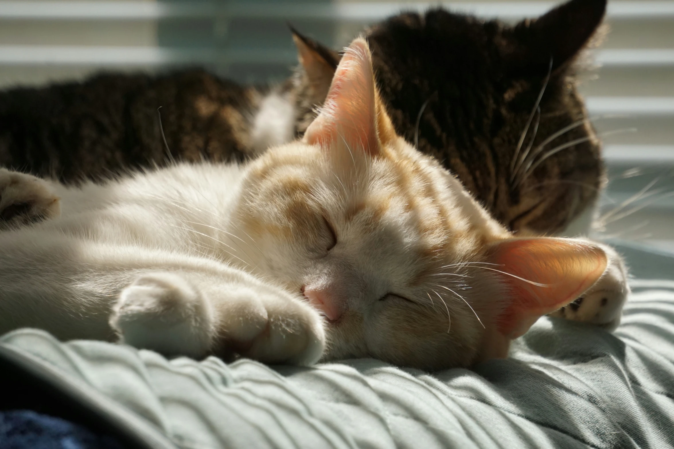 two cats sleeping together, one brown and the other white