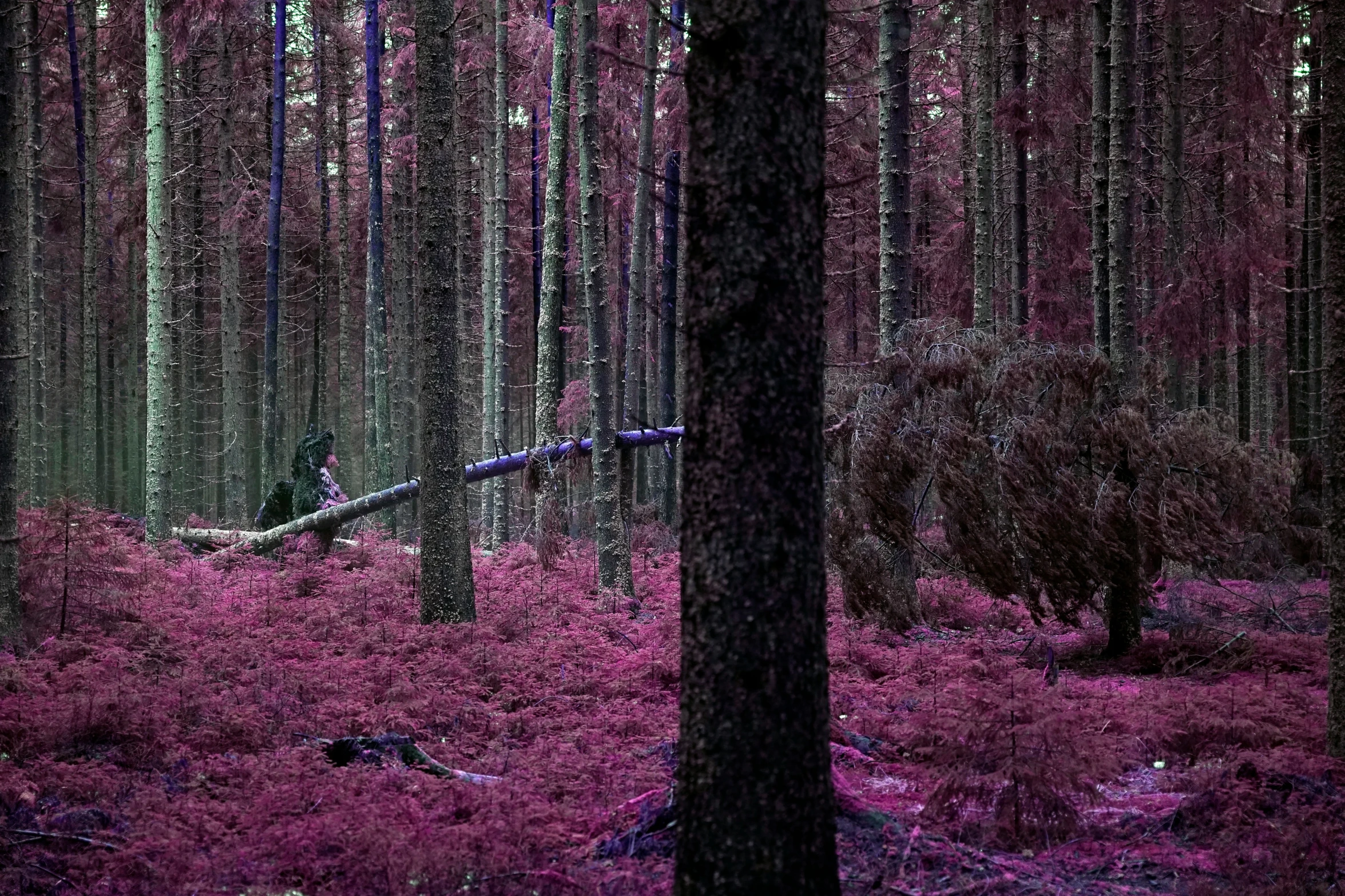 some purple bushes and trees in a forest