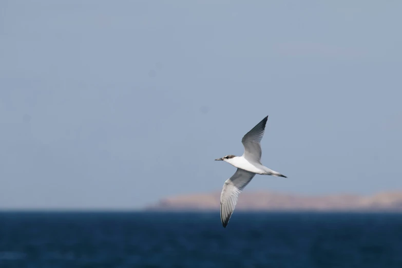 the white bird flies over the blue ocean water