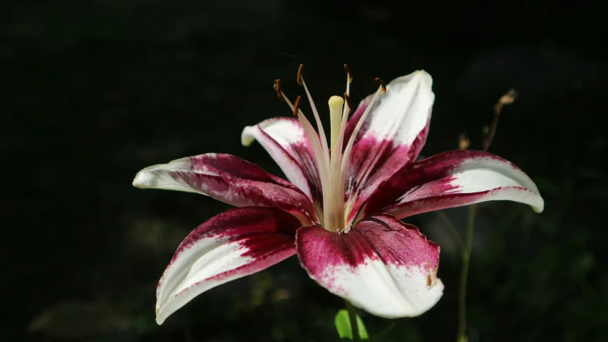 a close up of a flower with very dark background