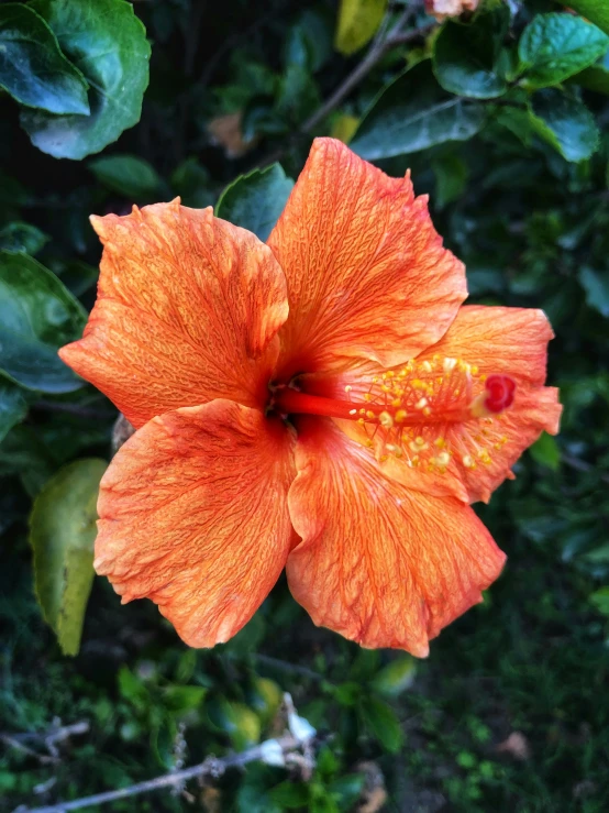 a very bright flower that looks like it is blooming