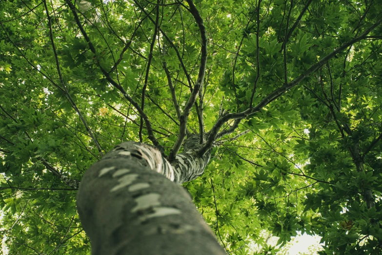 a view looking up at a tree with a bird sitting in the center