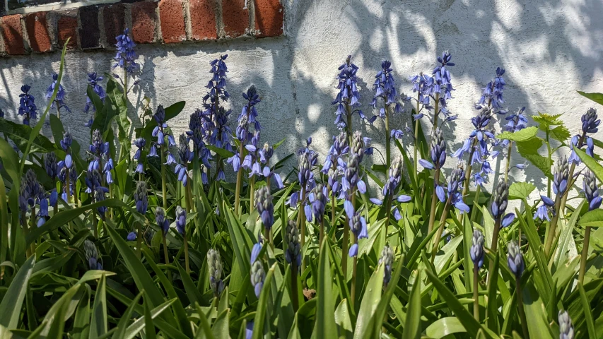 some purple flowers are growing in front of a white wall