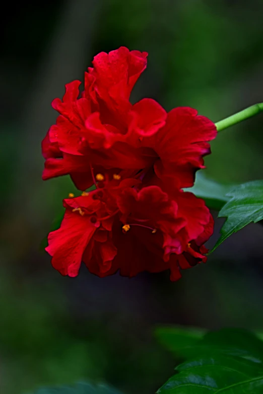 a close up of the red flower on a tree