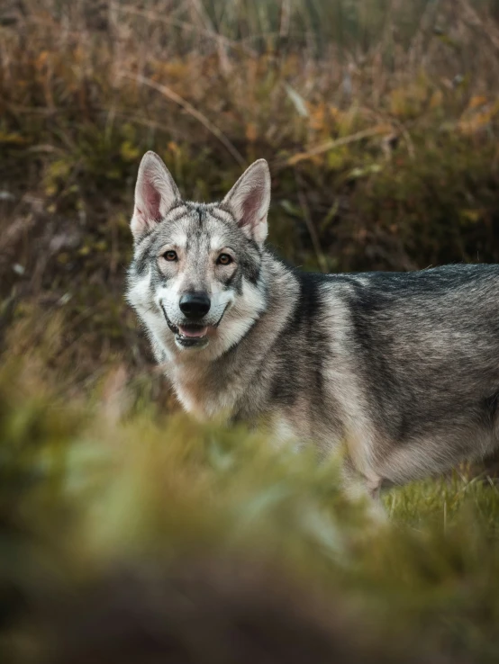 a large wolf standing in tall grass next to some bushes