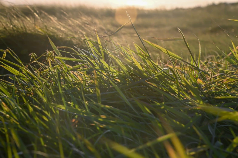 grass with dew drops on it in a field