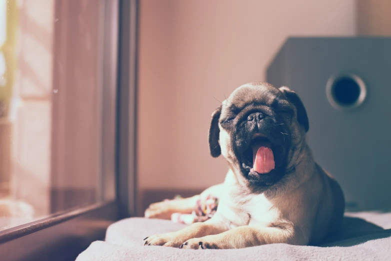 the dog is laying down on the bed yawning