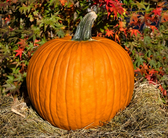 a large pumpkin sitting in the middle of dry grass
