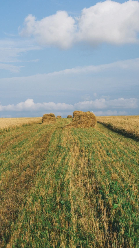 a field with grass and hay bales