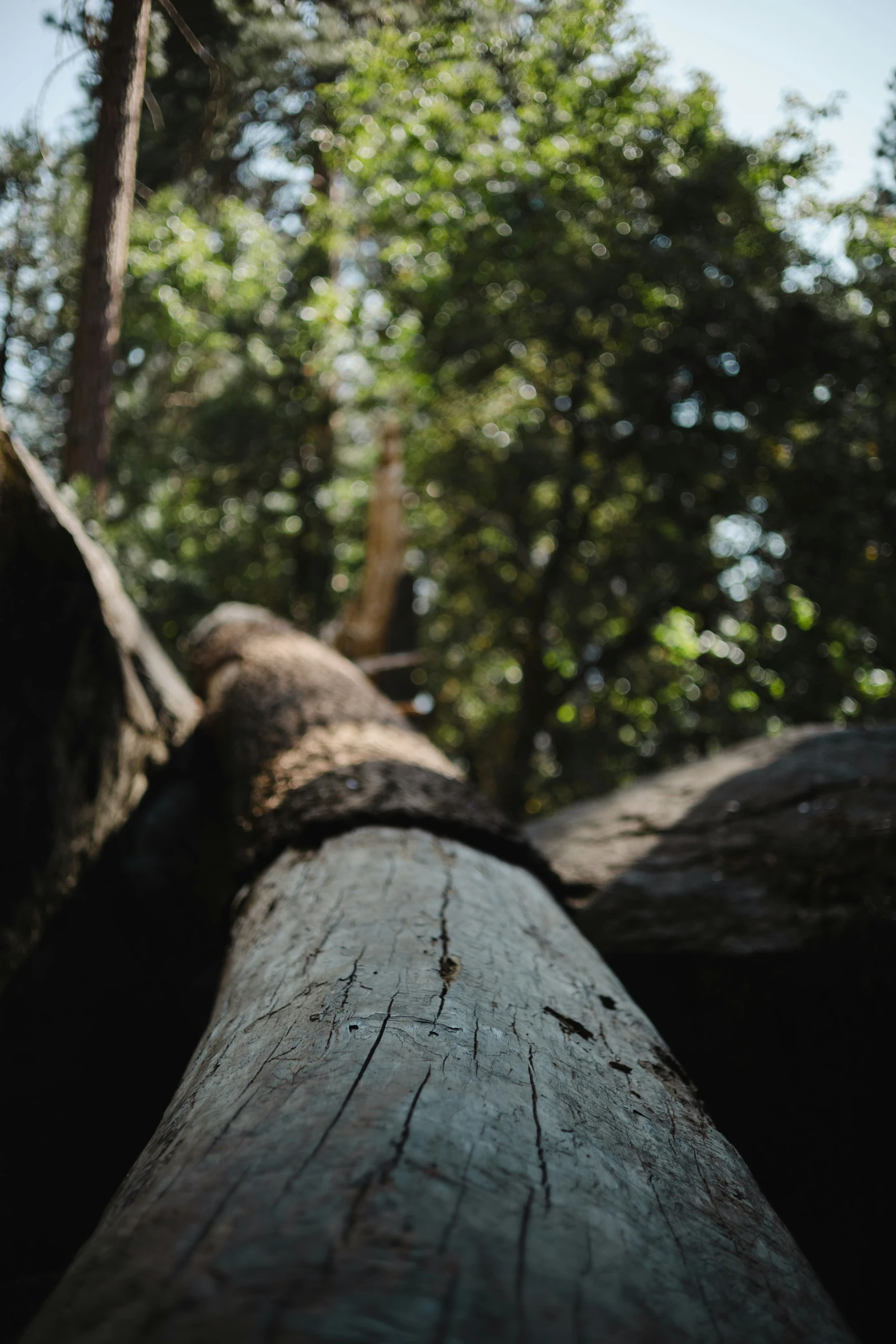 an old wood beam with large tree's in the background