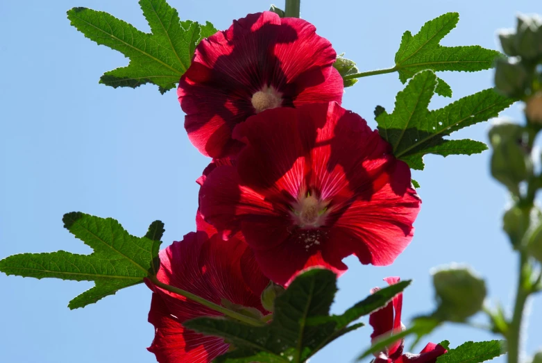 the sun shining on the flowers has a bright blue sky