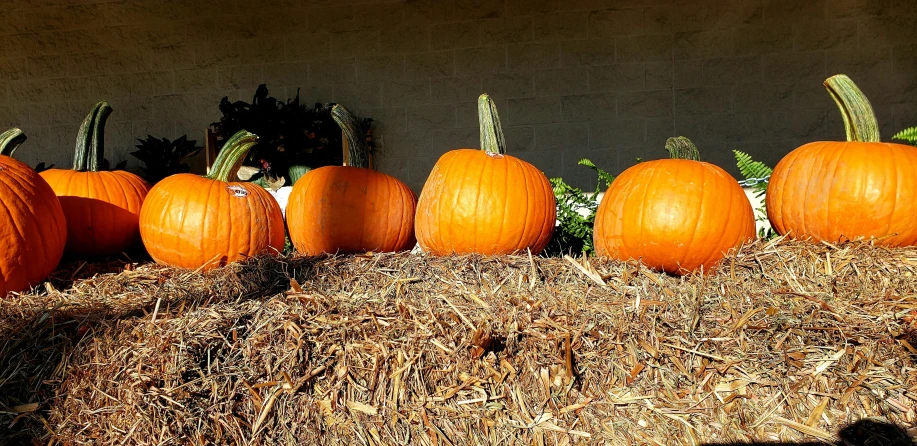 several pumpkins in the hay with their heads down