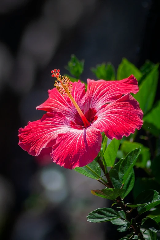 there is a pink flower with many petals