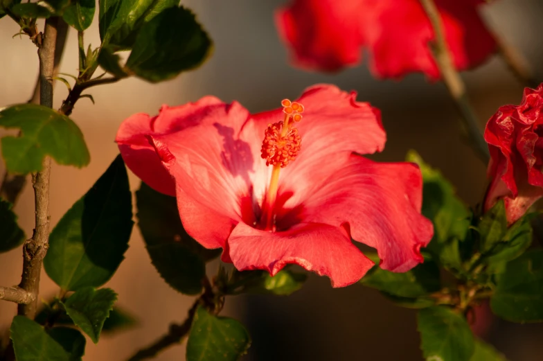 a pink flower with green leaves on it