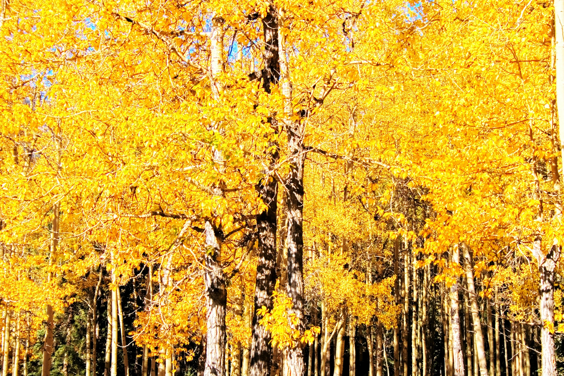 yellow and brown trees stand along side a forest