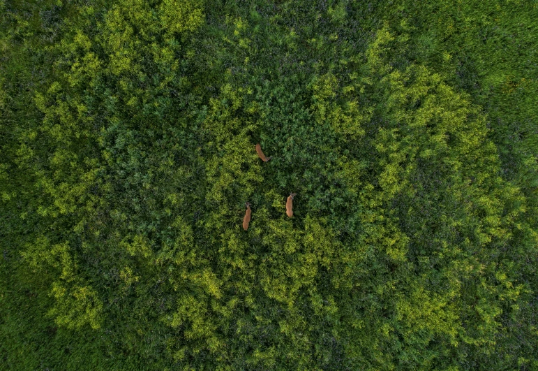 a field with a bunch of trees in it