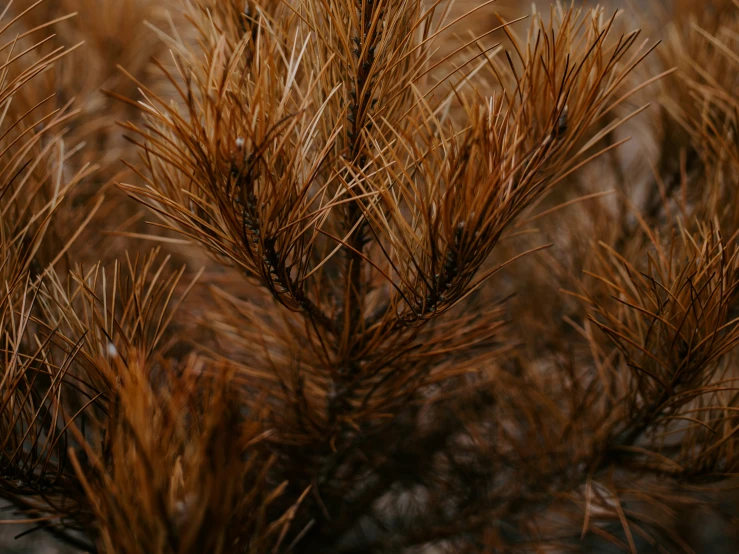 a tree nch with sp brown needles stands near a field