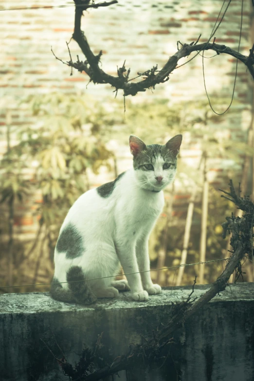 a black and white cat sits on a concrete ledge