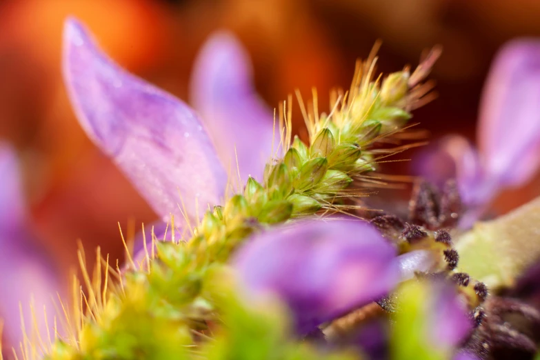 an insect is resting on the surface of a purple flower