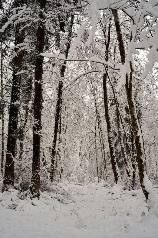 a snow covered forest with a path through it