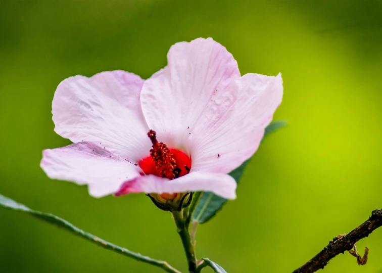 a small pink flower with red stamen