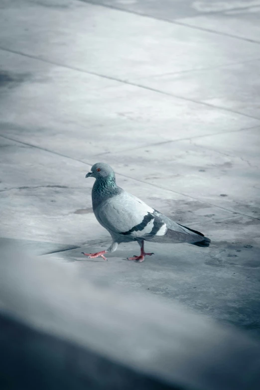 a grey pigeon standing on the side of a stone wall