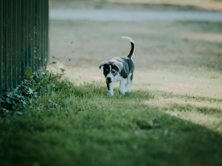 an adorable little dog walking on some grass near the side of a fence