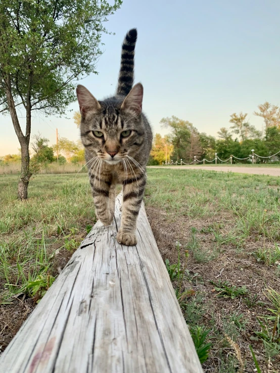 a little cat walking along a wooden ramp