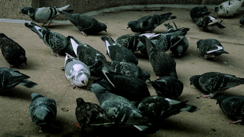 a bunch of pigeons are standing around and eating