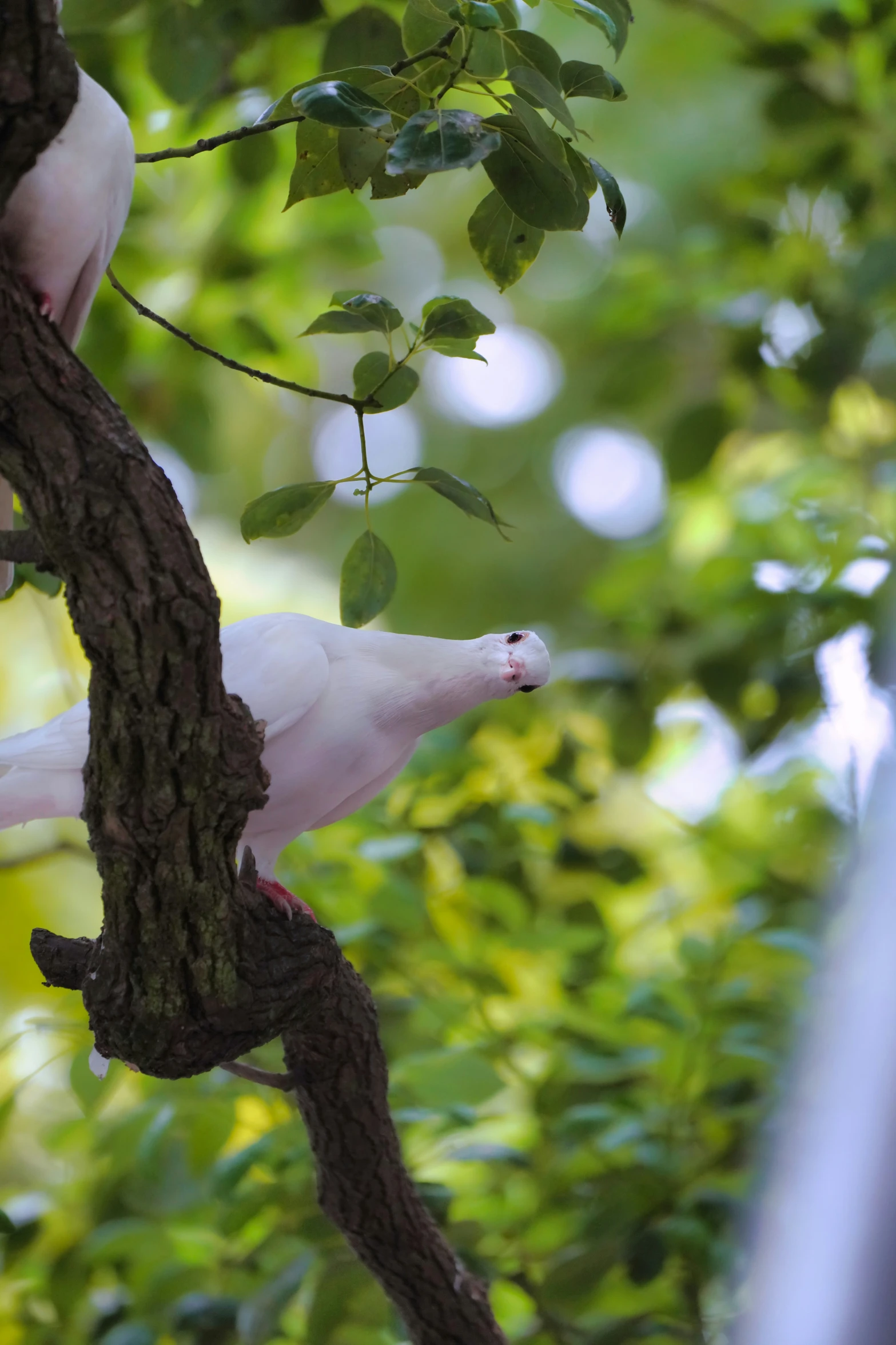 a bird in a tree with white feathers