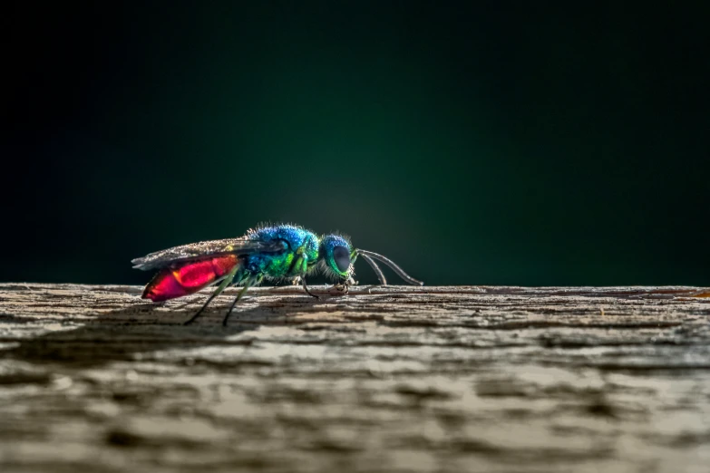 there is a small mosquito sitting on the wood