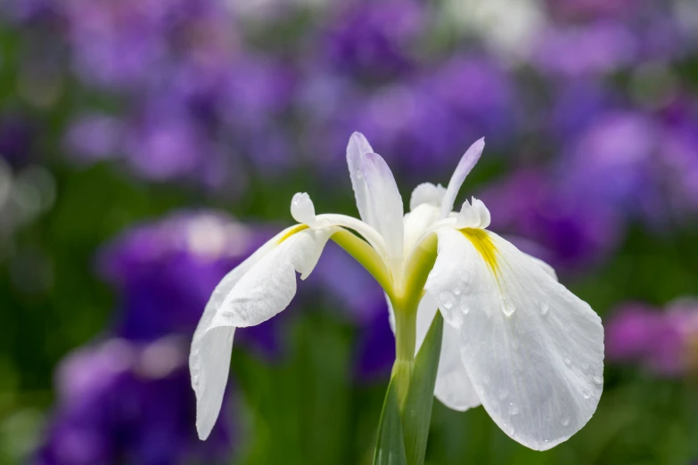 a close up view of a white flower on a blurred background