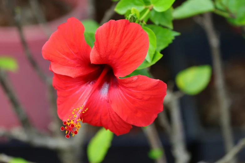 a flower that is standing in the dirt