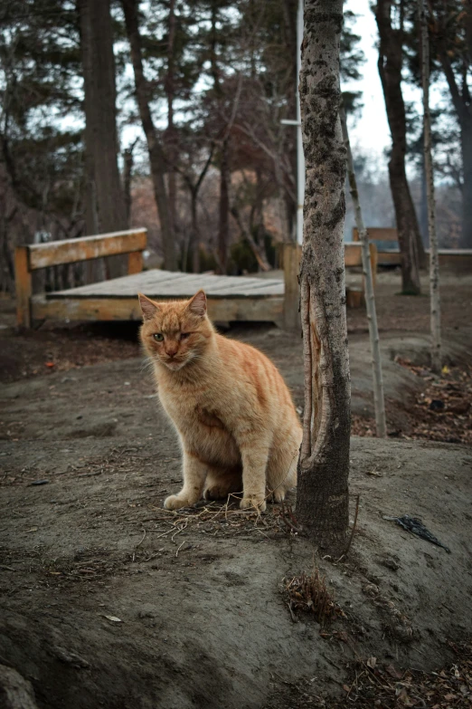 an orange cat sitting under a tree next to a picnic table