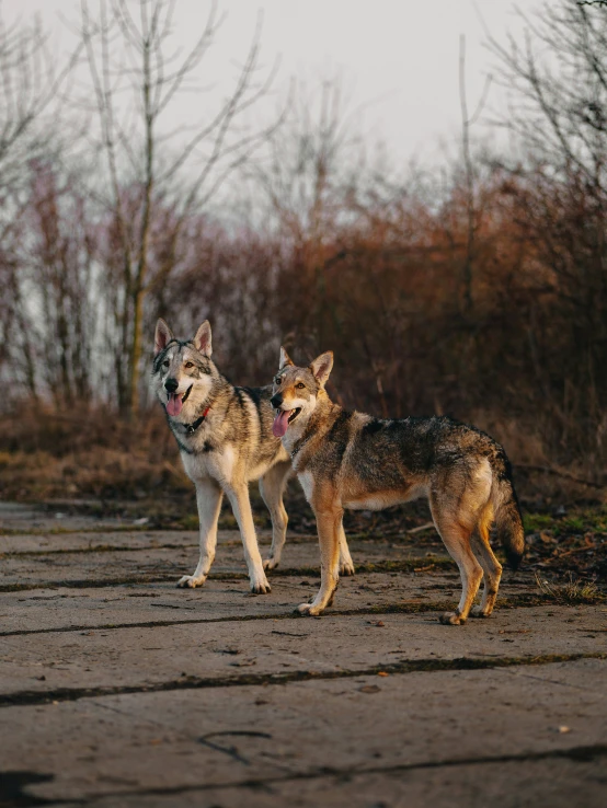 two dogs standing near each other on a dirt road