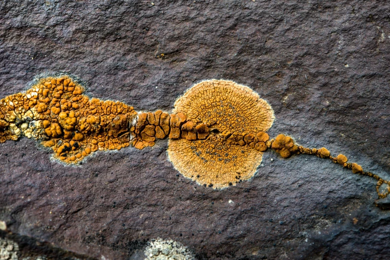 strange rock formation with some yellow moss growing on it