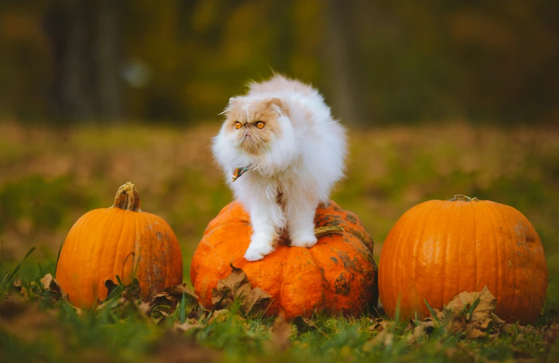 a fluffy cat standing on top of two pumpkins