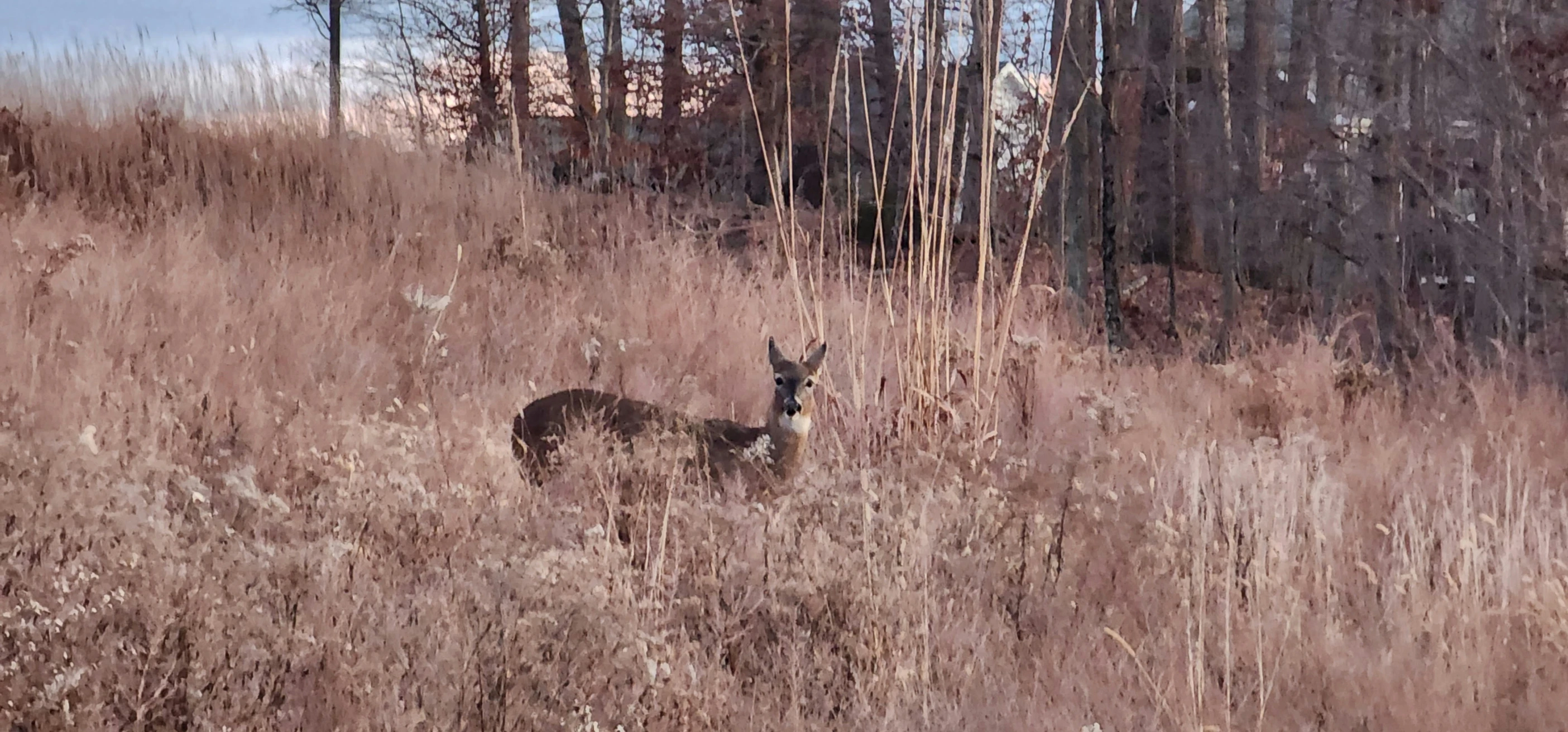 a deer standing in tall grass on a hill