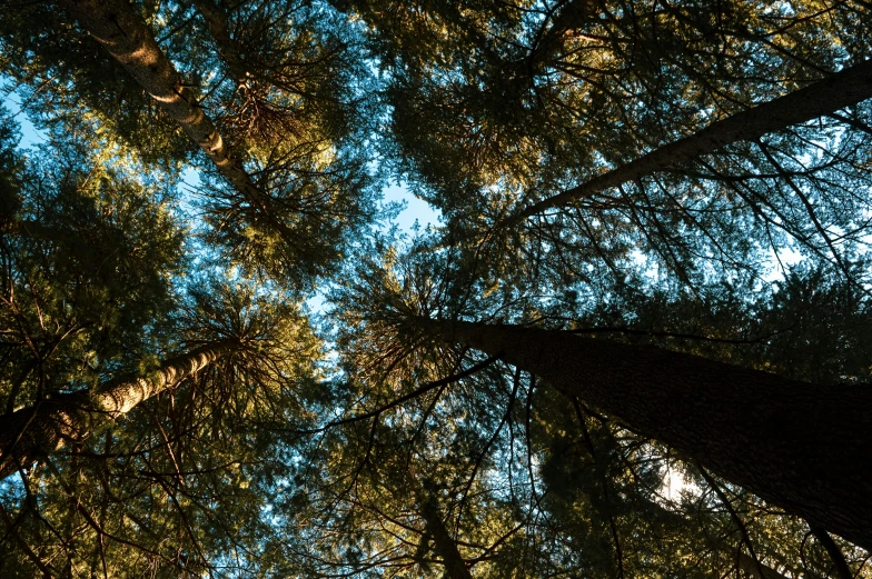 the upward view from the bottom of two trees