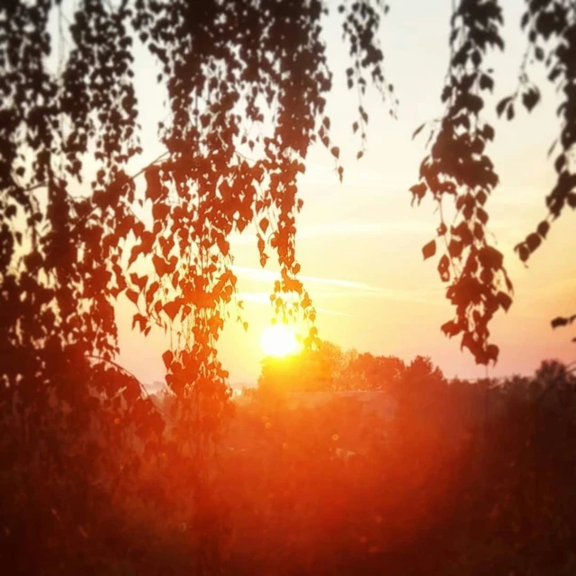 the sun setting behind some trees and buildings